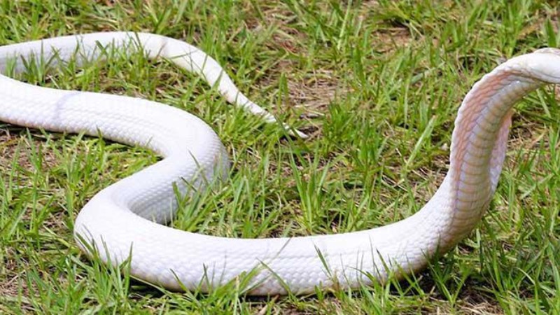 Mẹ bầu mơ thấy rắn vàng hoặc trắng là tín hiệu xui xẻo