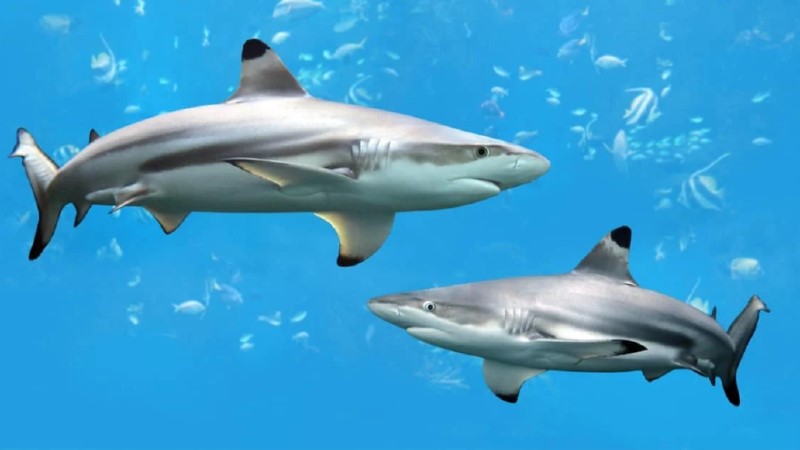 Giấc mơ thấy bắt được nhiều cá mập phản ánh sự căng thẳng, mệt mỏi