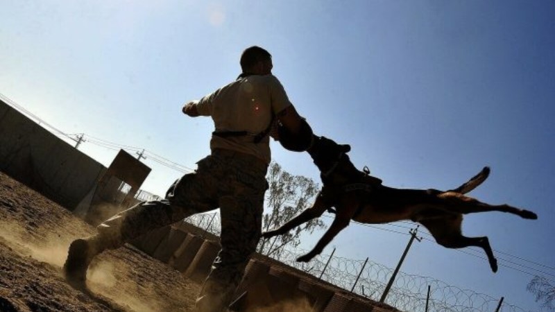 Mơ thấy người mình yêu bị chó cắn tượng trưng cho sự bất ổn