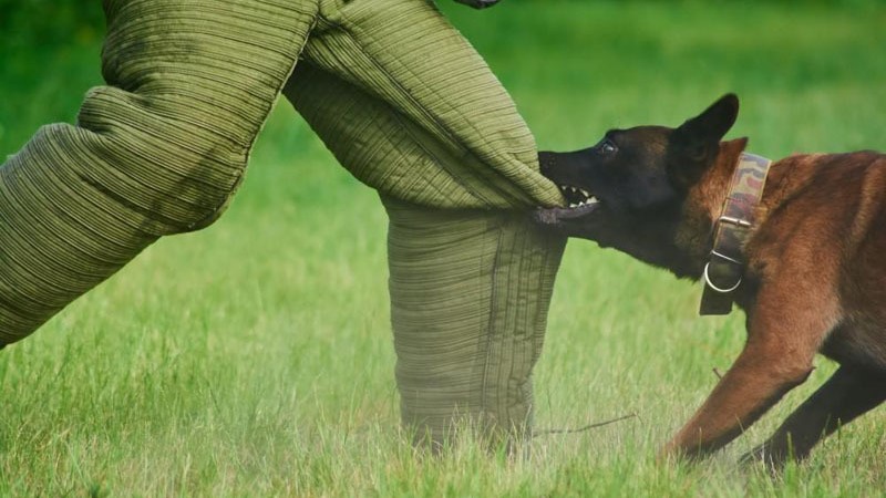 Nằm mơ thấy bị chó cắn vào chân báo hiệu về sự thiếu thốn trong cuộc sống