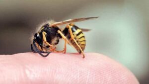 Nằm mơ thấy đốt tổ ong bị ong chích là điềm báo xấu