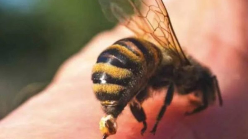 Nằm mơ bị ong chích khi đang lấy mật báo hiệu bạn sắp tiến tới hôn nhân